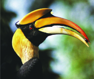 laos-wildlife