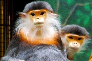 laos-wildlife-Douc-Langur - Laos Tourism